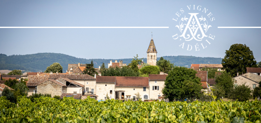 Domaine Les Vignes d'Adélie: L'Essence du Vin à l'État Pur