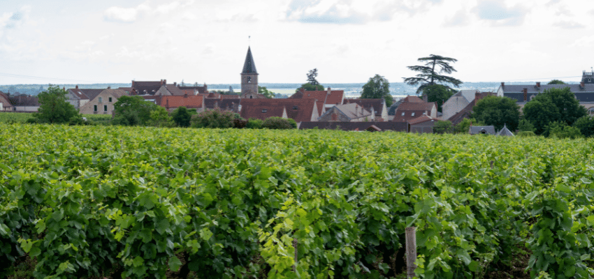 Chablis Premier Cru