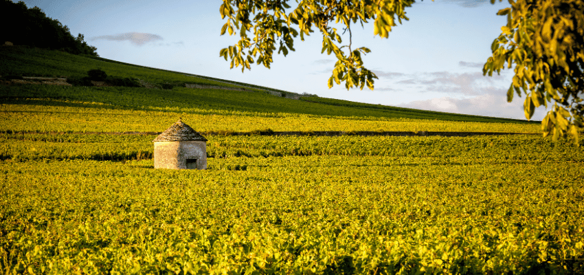 Savigny-lès-Beaune