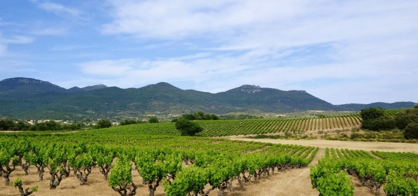 Terrasses du Larzac