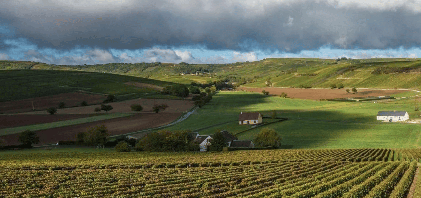 AOP Bourgueil - Excellence des Vins Rouges de la Loire