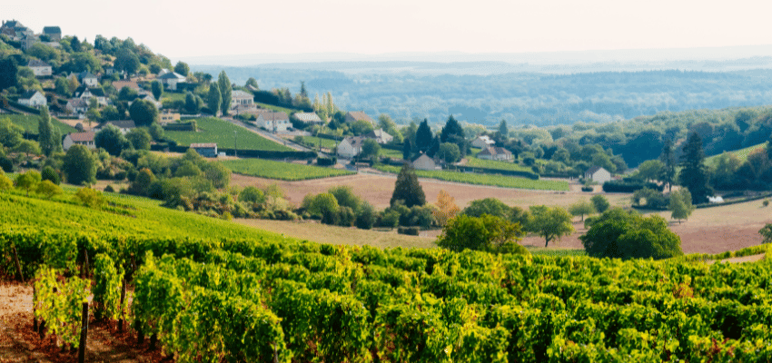 Sancerre - L'Élégance des Vins Blancs de la Loire