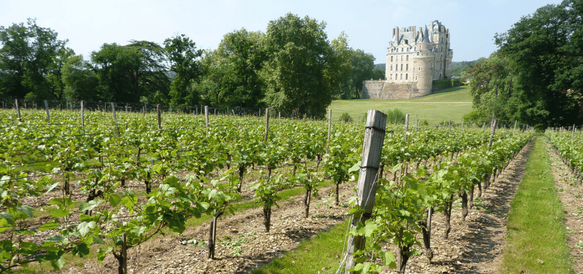 Savennières Coulée de Serrant - Trésor Viticole de la Vallée de la Loire