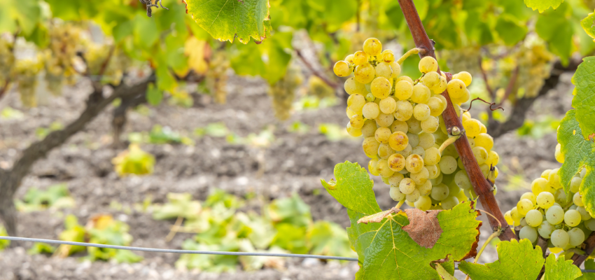 Barsac - Douceur et Élégance dans chaque Gorgée | Vins Liquoreux de Bordeaux