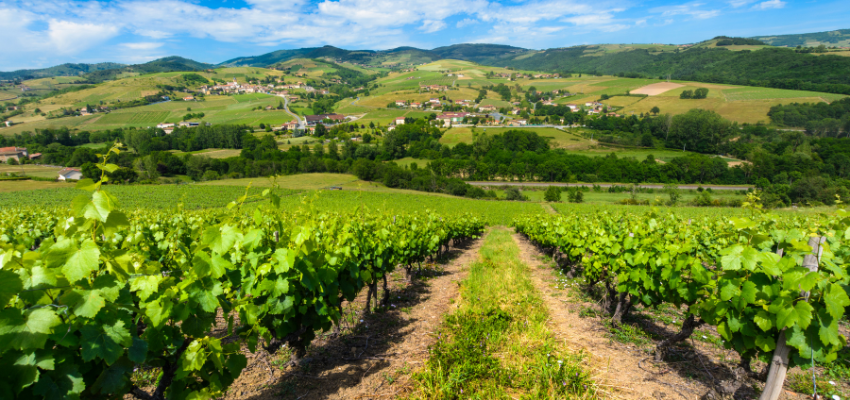 Fleurie - L'Élégance Florale des Crus du Beaujolais | Vins Gamay