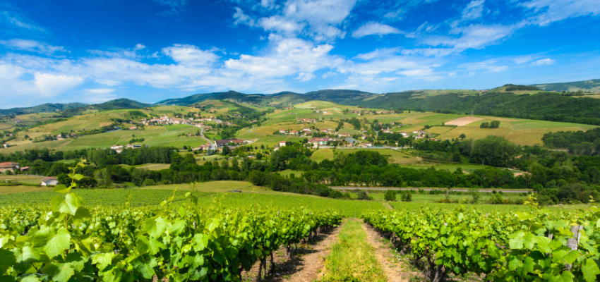 Mâcon-Fuissé - L'Élégance du Chardonnay en Bourgogne